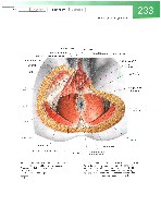Sobotta  Atlas of Human Anatomy  Trunk, Viscera,Lower Limb Volume2 2006, page 240